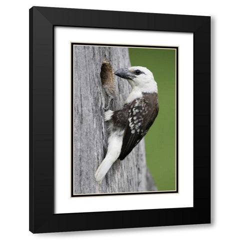 Kenya, Lake Naivasha White-headed barbet at nest Black Modern Wood Framed Art Print with Double Matting by Morris, Arthur