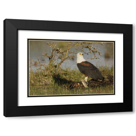 Kenya, Lake Naivasha African fish eagle eating Black Modern Wood Framed Art Print with Double Matting by Morris, Arthur