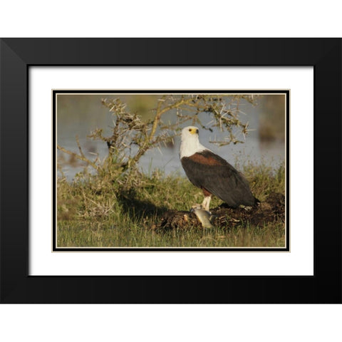 Kenya, Lake Naivasha African fish eagle eating Black Modern Wood Framed Art Print with Double Matting by Morris, Arthur