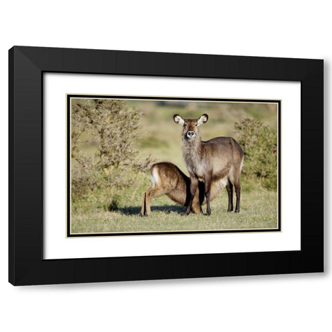 Kenya, Lake Naivasha Defassa waterbuck and young Black Modern Wood Framed Art Print with Double Matting by Morris, Arthur