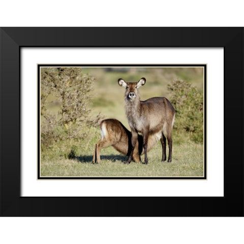 Kenya, Lake Naivasha Defassa waterbuck and young Black Modern Wood Framed Art Print with Double Matting by Morris, Arthur