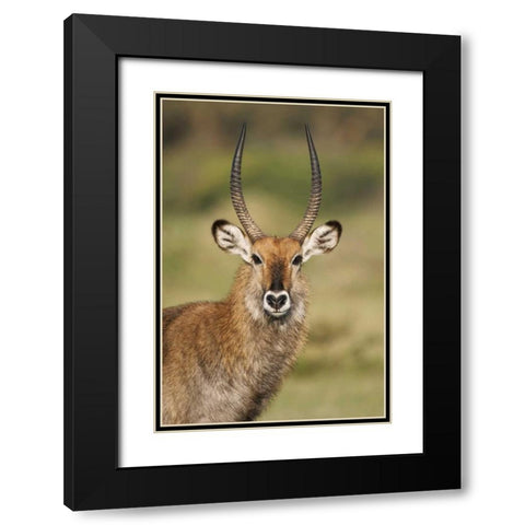 Kenya, Lake Naivasha Male Defassa waterbuck Black Modern Wood Framed Art Print with Double Matting by Morris, Arthur