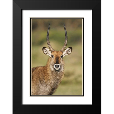 Kenya, Lake Naivasha Male Defassa waterbuck Black Modern Wood Framed Art Print with Double Matting by Morris, Arthur