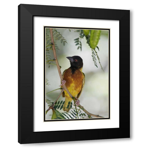 Kenya Jacksons golden-backed weaver perched Black Modern Wood Framed Art Print with Double Matting by Morris, Arthur