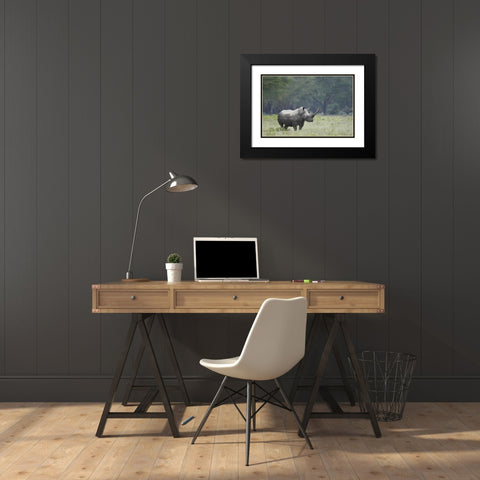 Kenya, Nakuru NP White rhinoceros grazing Black Modern Wood Framed Art Print with Double Matting by Morris, Arthur