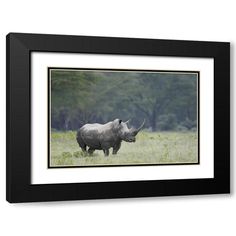 Kenya, Nakuru NP White rhinoceros grazing Black Modern Wood Framed Art Print with Double Matting by Morris, Arthur
