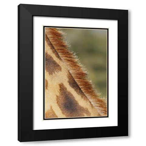 Kenya, Nakuru NP Detail of Rothschilds giraffe Black Modern Wood Framed Art Print with Double Matting by Morris, Arthur