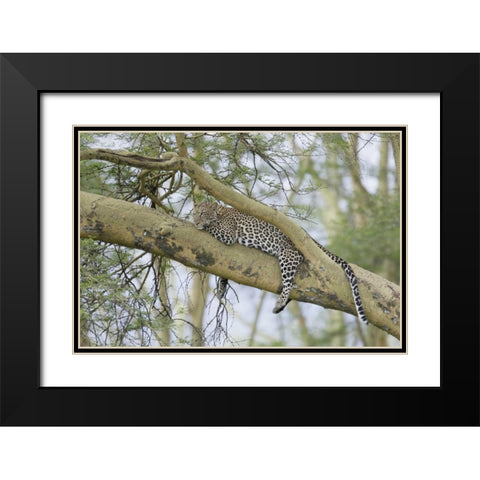 Kenya, Nakuru NP Leopard relaxing in tree Black Modern Wood Framed Art Print with Double Matting by Morris, Arthur