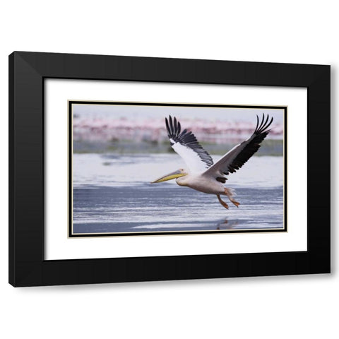 Kenya, Nakuru NP Great white pelican takes off Black Modern Wood Framed Art Print with Double Matting by Morris, Arthur