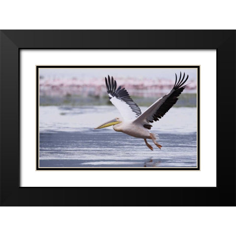 Kenya, Nakuru NP Great white pelican takes off Black Modern Wood Framed Art Print with Double Matting by Morris, Arthur