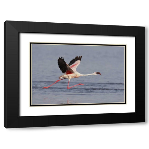 Kenya, Nakuru NP Lesser flamingo running Black Modern Wood Framed Art Print with Double Matting by Morris, Arthur