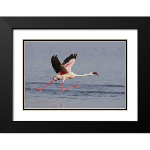 Kenya, Nakuru NP Lesser flamingo running Black Modern Wood Framed Art Print with Double Matting by Morris, Arthur