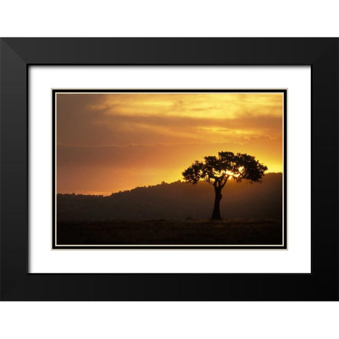 Kenya, Masai Mara Acacia silhouetted at sunset Black Modern Wood Framed Art Print with Double Matting by Grall, Don