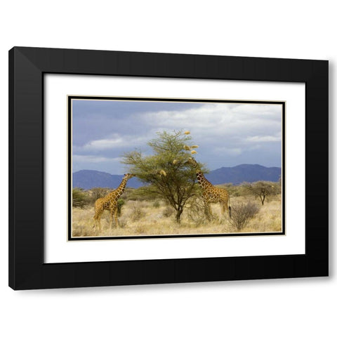 Kenya Two giraffes munch on tree leaves Black Modern Wood Framed Art Print with Double Matting by Williams, Joanne