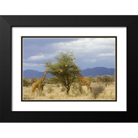 Kenya Two giraffes munch on tree leaves Black Modern Wood Framed Art Print with Double Matting by Williams, Joanne