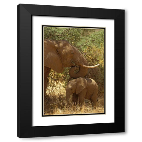 Kenya, Samburu NP African Elephant with her baby Black Modern Wood Framed Art Print with Double Matting by Grall, Don