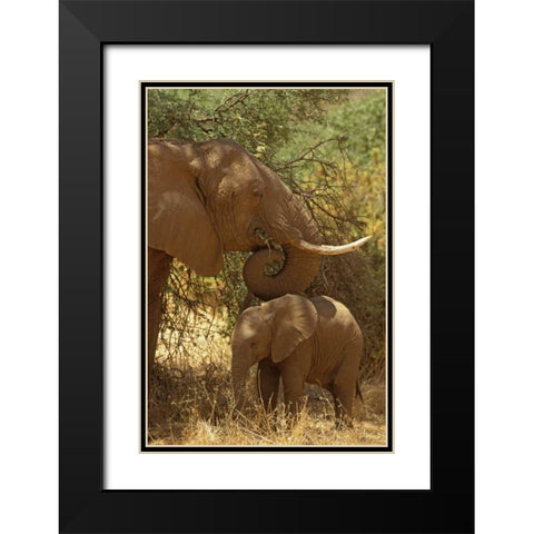 Kenya, Samburu NP African Elephant with her baby Black Modern Wood Framed Art Print with Double Matting by Grall, Don
