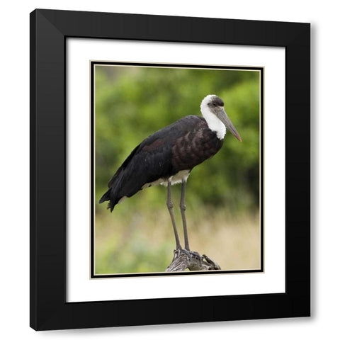 Kenya Abdims stork perched on branch Black Modern Wood Framed Art Print with Double Matting by Williams, Joanne
