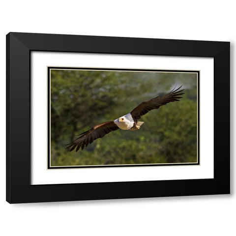 Kenya Fish eagle in flight Black Modern Wood Framed Art Print with Double Matting by Williams, Joanne