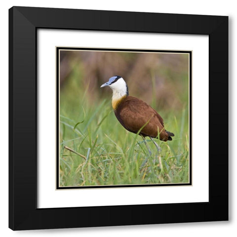 Kenya Close-up of jacana bird in grass Black Modern Wood Framed Art Print with Double Matting by Williams, Joanne