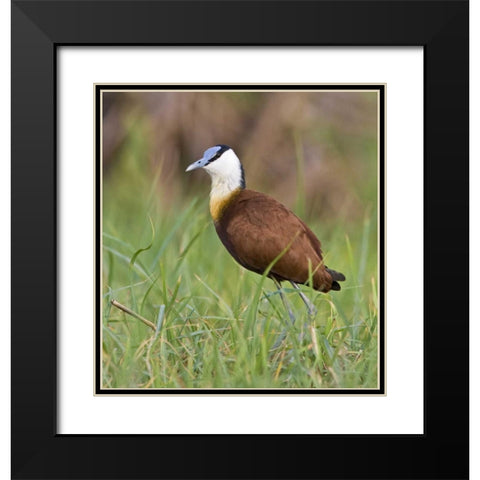 Kenya Close-up of jacana bird in grass Black Modern Wood Framed Art Print with Double Matting by Williams, Joanne