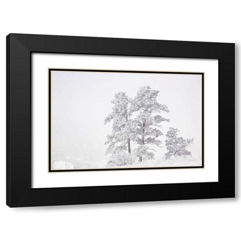 CO, Ute Pass Hoarfrost coats vegetation Black Modern Wood Framed Art Print with Double Matting by Grall, Don