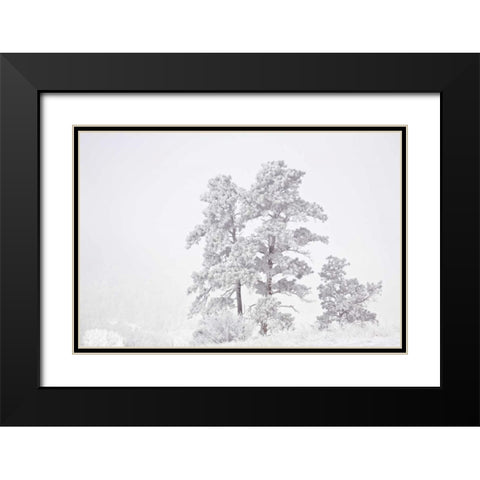 CO, Ute Pass Hoarfrost coats vegetation Black Modern Wood Framed Art Print with Double Matting by Grall, Don