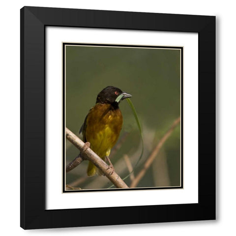Kenya Brown-capped weaver bird and nest material Black Modern Wood Framed Art Print with Double Matting by Williams, Joanne