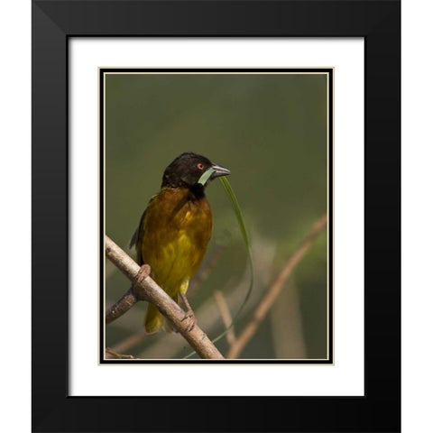 Kenya Brown-capped weaver bird and nest material Black Modern Wood Framed Art Print with Double Matting by Williams, Joanne