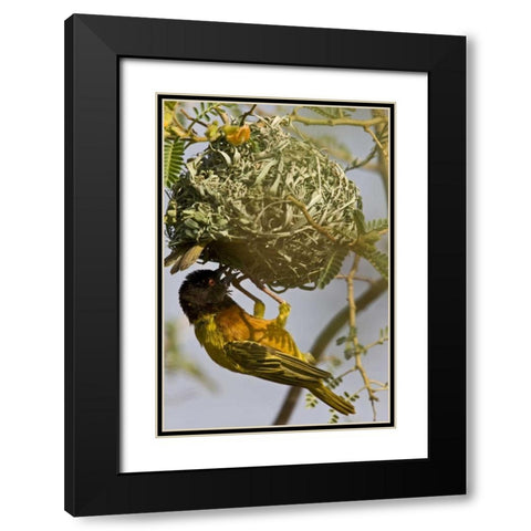Kenya Brown-capped weaver bird building nest Black Modern Wood Framed Art Print with Double Matting by Williams, Joanne