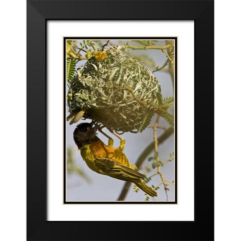 Kenya Brown-capped weaver bird building nest Black Modern Wood Framed Art Print with Double Matting by Williams, Joanne