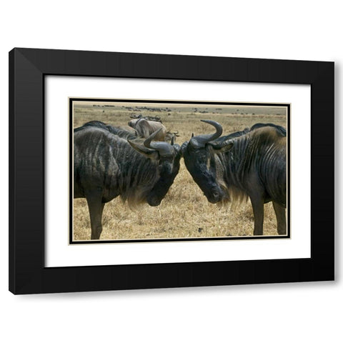 Kenya Two wildebeest begin confrontation Black Modern Wood Framed Art Print with Double Matting by Williams, Joanne