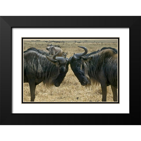 Kenya Two wildebeest begin confrontation Black Modern Wood Framed Art Print with Double Matting by Williams, Joanne