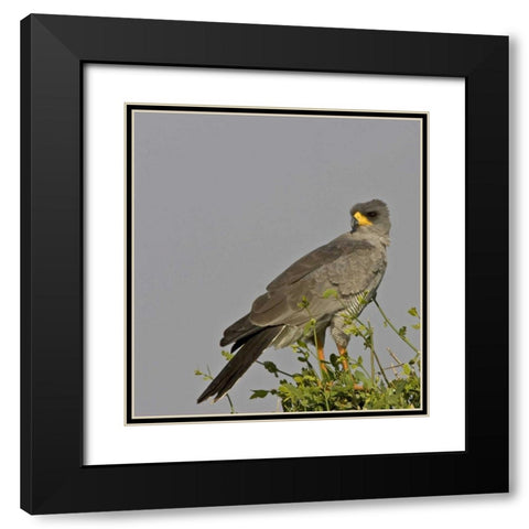 Kenya Close-up of Chanting Goshawk on bush Black Modern Wood Framed Art Print with Double Matting by Williams, Joanne