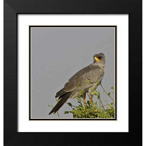 Kenya Close-up of Chanting Goshawk on bush Black Modern Wood Framed Art Print with Double Matting by Williams, Joanne