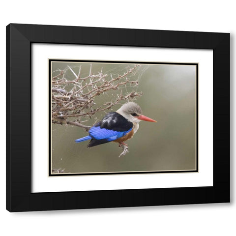 Kenya Gray-headed kingfisher perched on limb Black Modern Wood Framed Art Print with Double Matting by Williams, Joanne