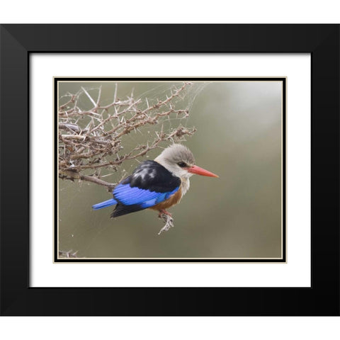 Kenya Gray-headed kingfisher perched on limb Black Modern Wood Framed Art Print with Double Matting by Williams, Joanne