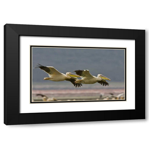 Kenya Pair of great white pelicans gliding Black Modern Wood Framed Art Print with Double Matting by Williams, Joanne