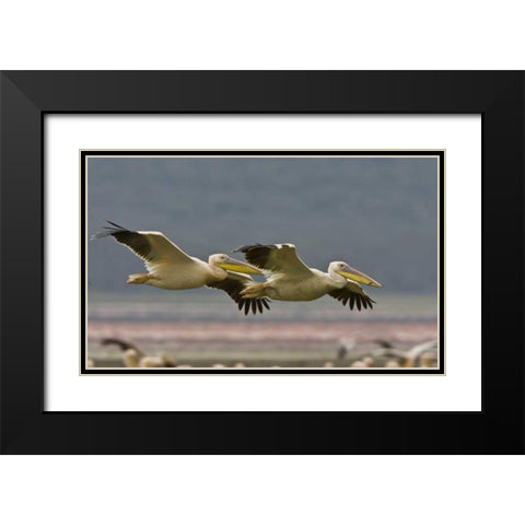 Kenya Pair of great white pelicans gliding Black Modern Wood Framed Art Print with Double Matting by Williams, Joanne