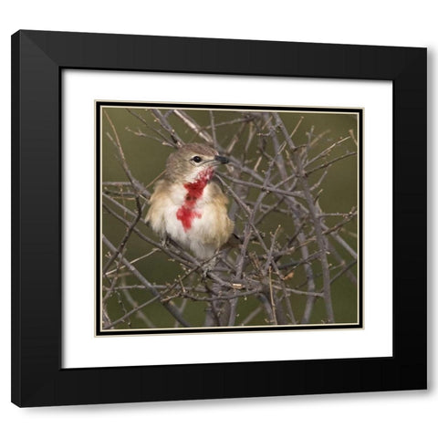 Kenya Rosy-patched bushshrike bird on tree limbs Black Modern Wood Framed Art Print with Double Matting by Williams, Joanne