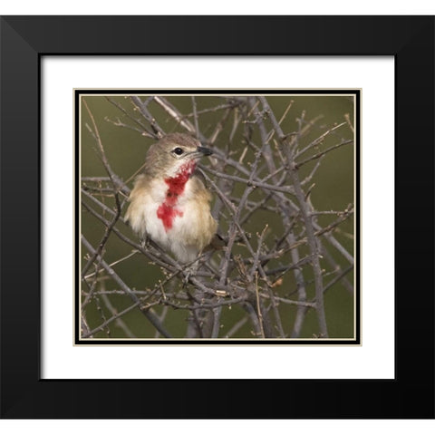 Kenya Rosy-patched bushshrike bird on tree limbs Black Modern Wood Framed Art Print with Double Matting by Williams, Joanne