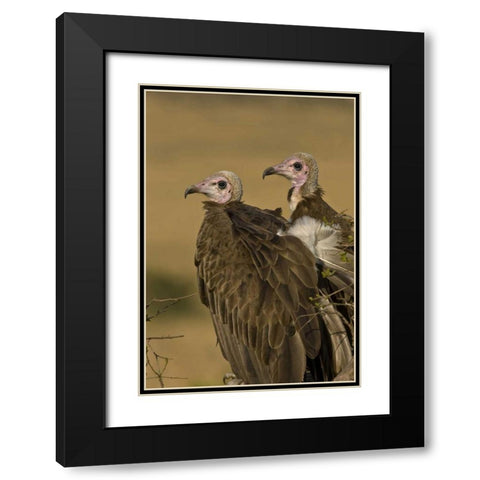 Kenya Profile of two lappet-faced vultures Black Modern Wood Framed Art Print with Double Matting by Williams, Joanne