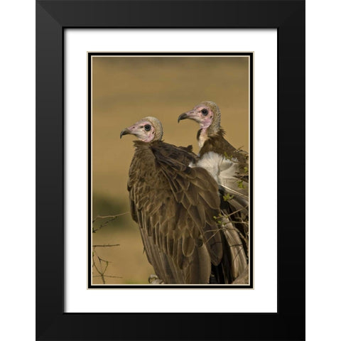 Kenya Profile of two lappet-faced vultures Black Modern Wood Framed Art Print with Double Matting by Williams, Joanne