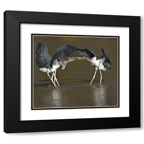 Kenya Marabou storks with nesting material Black Modern Wood Framed Art Print with Double Matting by Williams, Joanne