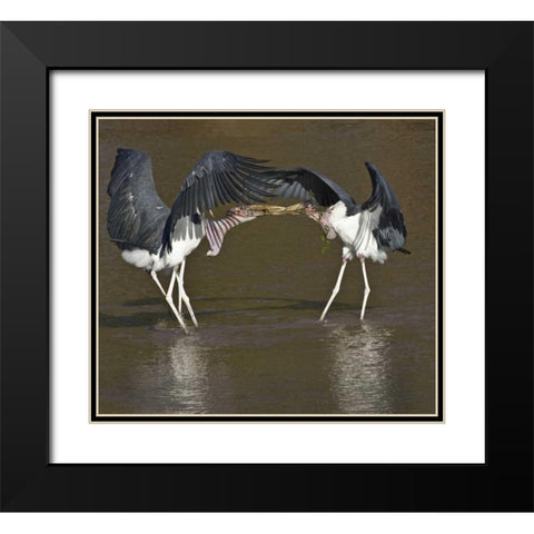 Kenya Marabou storks with nesting material Black Modern Wood Framed Art Print with Double Matting by Williams, Joanne