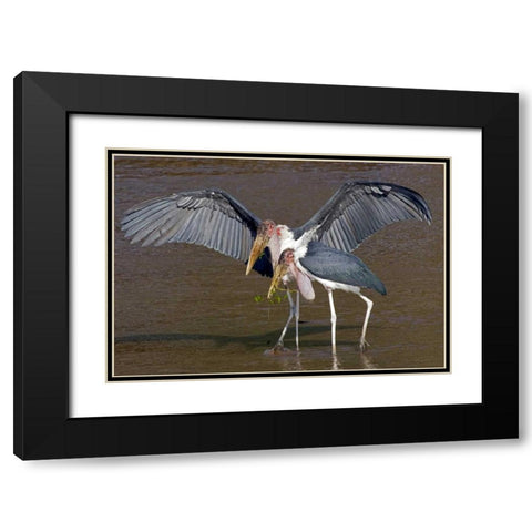 Kenya Pair of marabou storks in shallow water Black Modern Wood Framed Art Print with Double Matting by Williams, Joanne