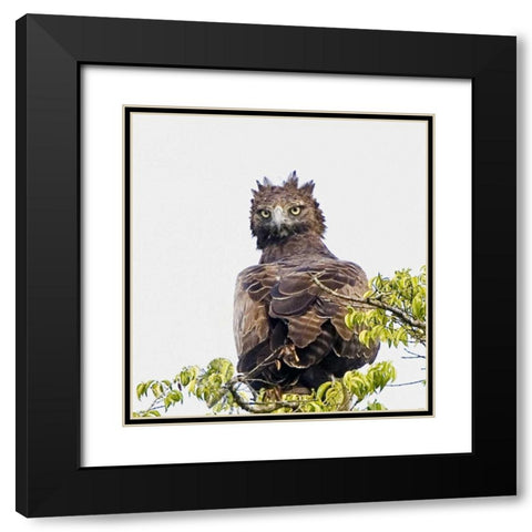 Kenya Martial eagle perched on tree limb Black Modern Wood Framed Art Print with Double Matting by Williams, Joanne