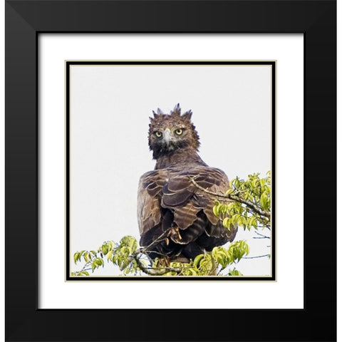 Kenya Martial eagle perched on tree limb Black Modern Wood Framed Art Print with Double Matting by Williams, Joanne