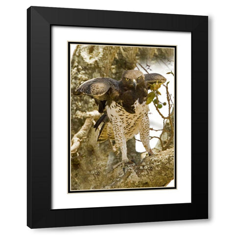 Kenya Martial eagle standing on tree limb Black Modern Wood Framed Art Print with Double Matting by Williams, Joanne