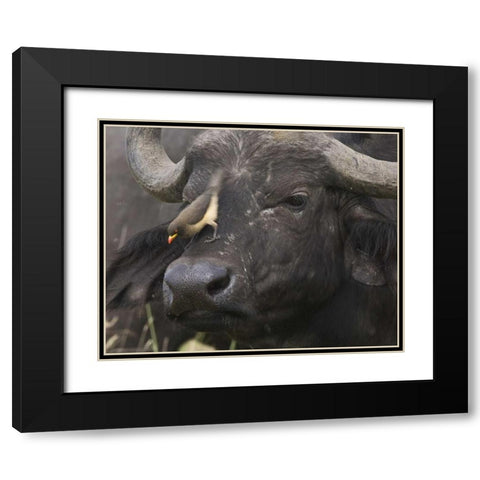 Kenya Oxpecker bird on nose of water buffalo Black Modern Wood Framed Art Print with Double Matting by Williams, Joanne